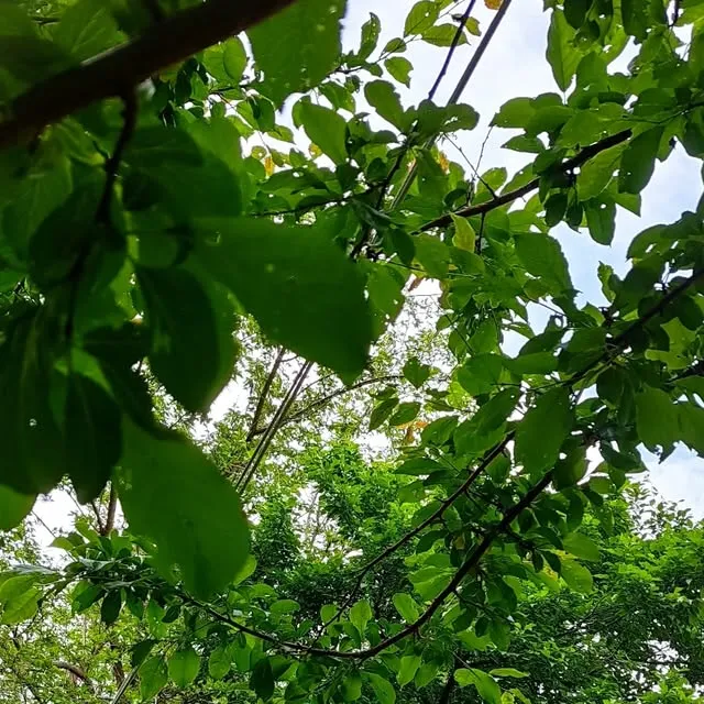 Yozgat Kazlı Bah&ccedil;e - Yozgat Merkez Yozgat